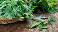 【行業(yè)資訊】南陽日報-成立保護創(chuàng)新基地 發(fā)展壯大艾草產(chǎn)業(yè)！