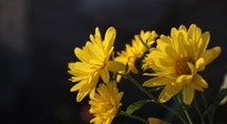 【養(yǎng)生知識(shí)】入秋菊花藥膳，美味營(yíng)養(yǎng)、養(yǎng)生保?。? />
                    </a>
                </div>
            </li>
            
            <li id=