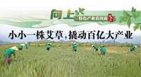 【行業(yè)資訊】向上，特色產(chǎn)業(yè)看河南：南陽(yáng)艾區(qū)域品牌正在叫響！