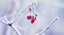 【小寒節(jié)氣】時(shí)處二三九，臘月梅花開(kāi)！