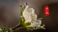 【二十四節(jié)氣灸】雨水節(jié)氣，扶陽、祛濕、調(diào)氣血，才是養(yǎng)生重點(diǎn)！艾灸，橫掃濕寒！