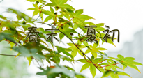 【艾灸養(yǎng)生】春末夏初：上熱下寒癥狀，補(bǔ)不如疏通淤堵，試試艾灸吧！