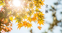 【節(jié)氣飲食】立秋將至，吃最合適的飲食，平穩(wěn)度過(guò)季節(jié)交替！
